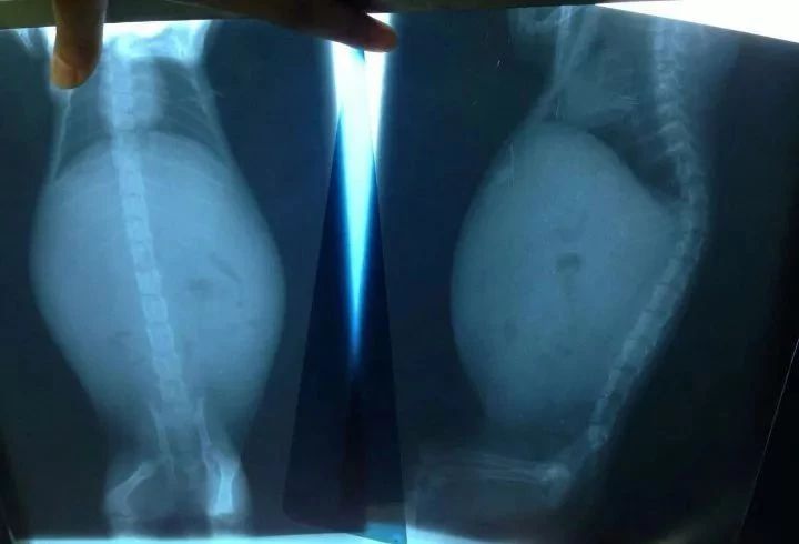 湿性猫传腹打441针治愈率多高,最可怕的猫咪是什么