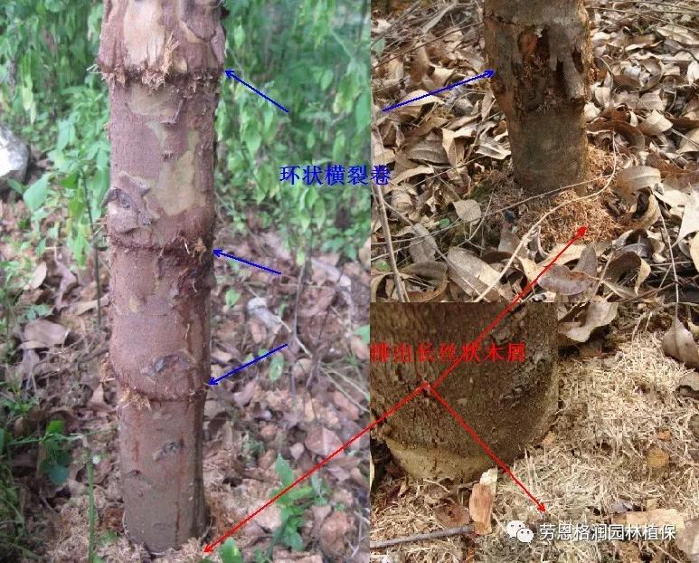 园林春季害虫的预防方法,常见园林害虫种类及主要特征