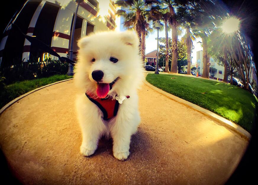 纽顿狗粮测评排行榜前十名,纽顿狗粮和耐吉斯档次一样吗