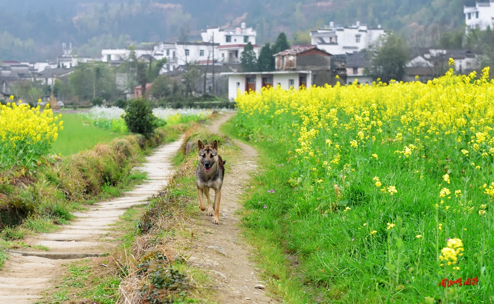 一春芳意，三月如风，日长风静，花影闲相照。