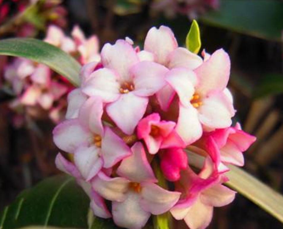 金边瑞香有花苞了，加强几点养护，叶绿根壮，花香满屋