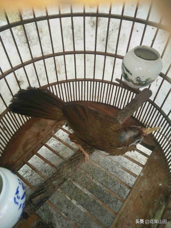 这只画眉鸟好有个性啊,头顶是中分的,不知道做唱鸟如何?求掌眼