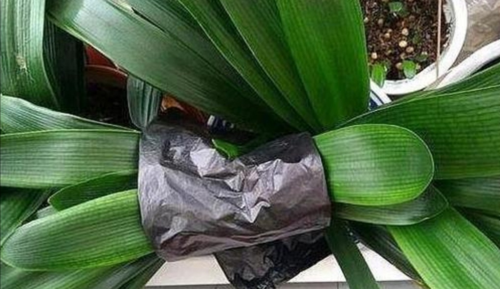 刚开花的君子兰怎么使花箭长高,养君子兰不花怎么回事