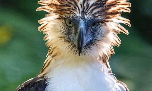 世界上最大的雕能捕捉多大的猎物,世界上最大的雕