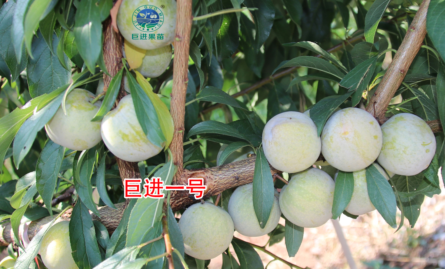 哪种李子效益最好,李子效益如何