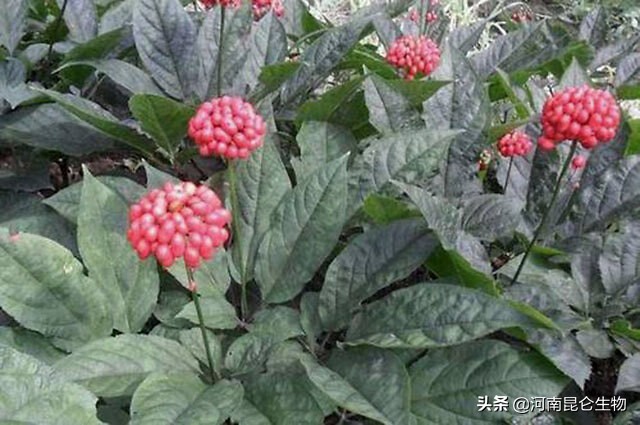 重茬烂根死苗病防治,中药材死苗烂根防治技术