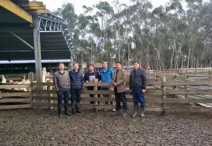 澳洲“飞来”930多只种羊空降银川