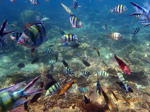 这个夏天有去浮潜吗,这个夏天一起约出来看海吗