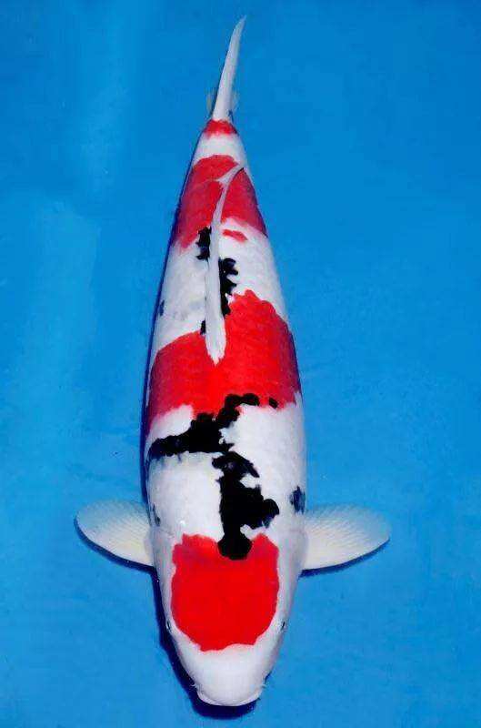 锦鲤不好好吃食是什么原因,锦鲤不吃食怎么回事怎么治