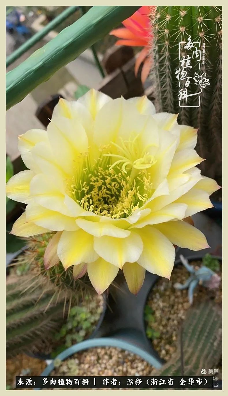 仙人球开花的惊艳瞬间,仙人球开花惊艳了6月