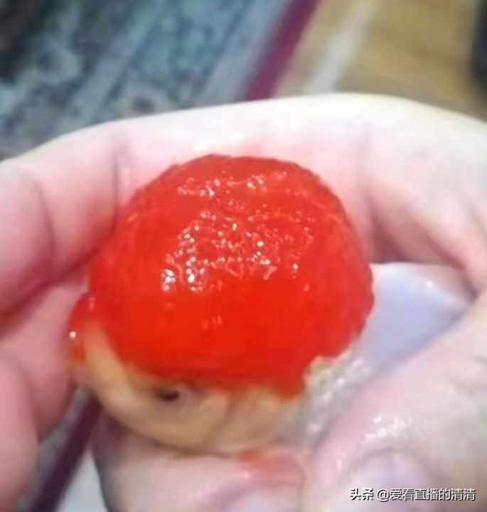 家里面养几条小金鱼好,家里养小金鱼几条最合适