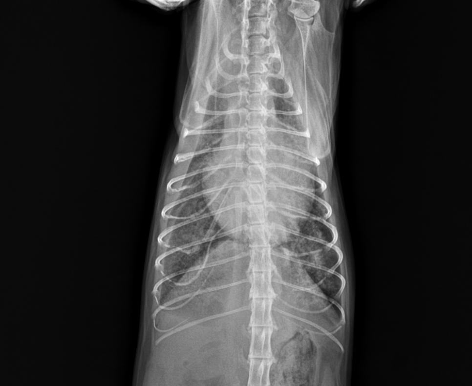 猫咪心脏病引起心衰,猫咪预防心衰