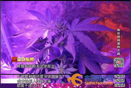 别人种花我种玫瑰,别人种花