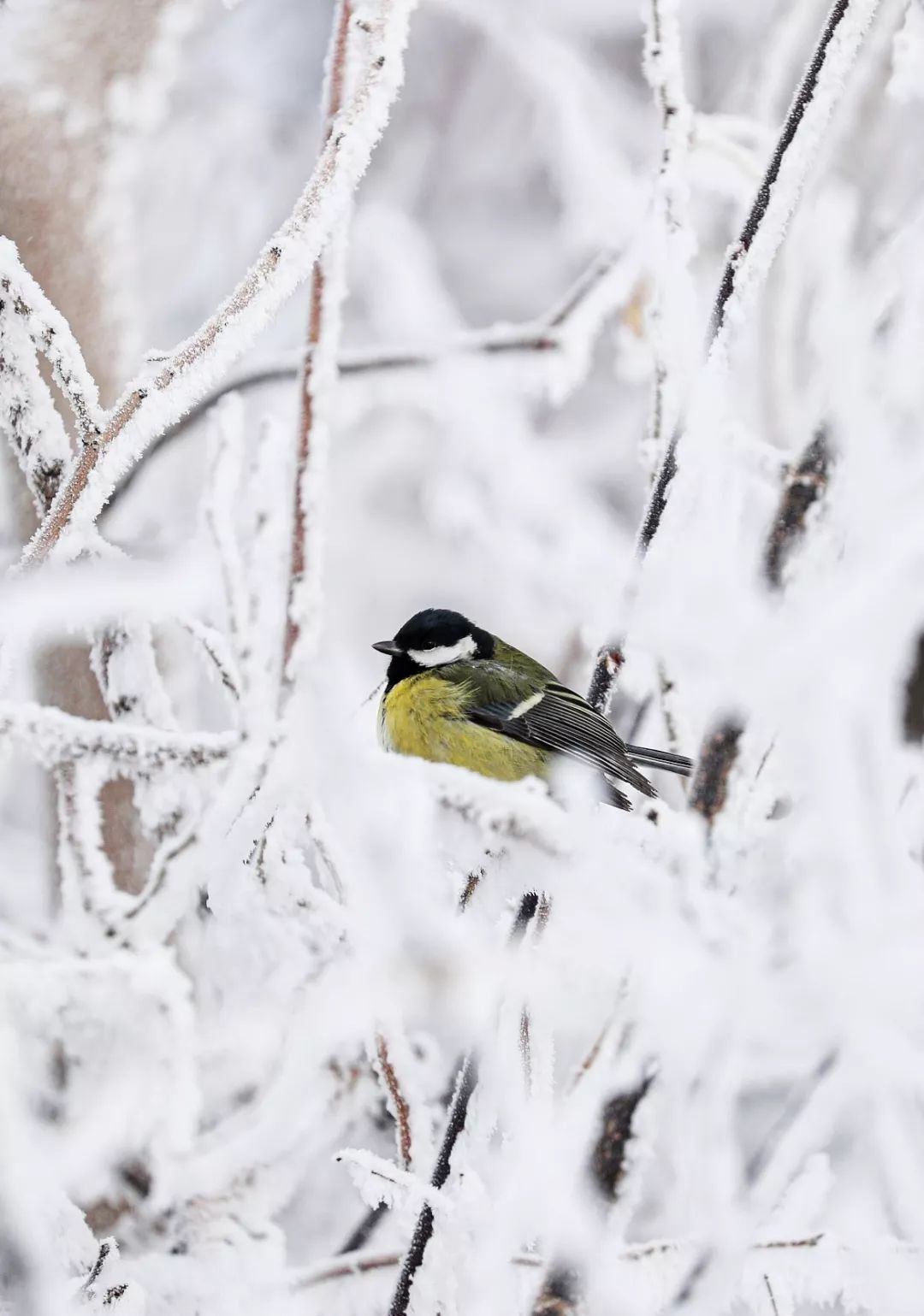 中华第一车:全程6天5夜,单程超6000元仍一票难求