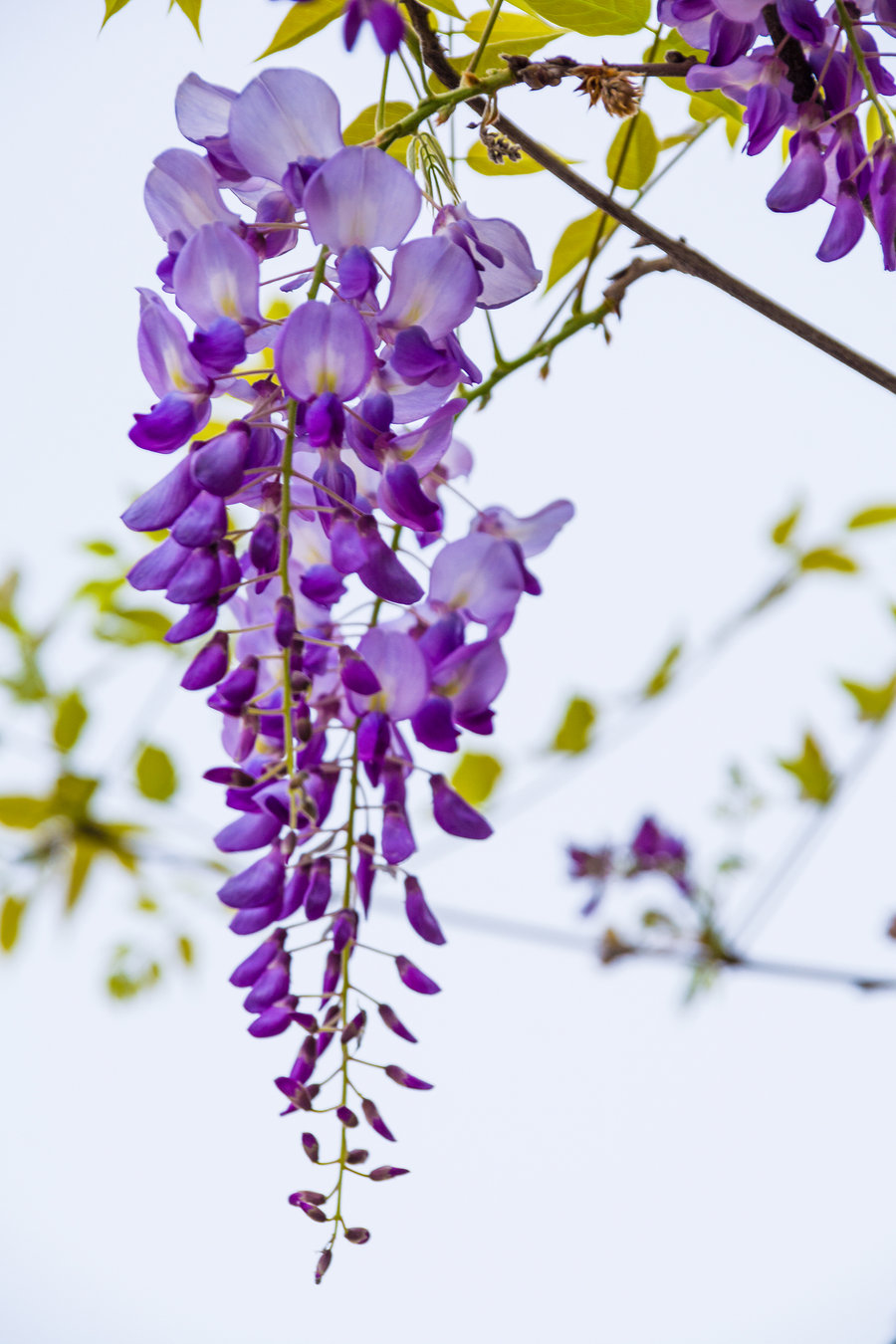 六月，梦一场荼蘼花事