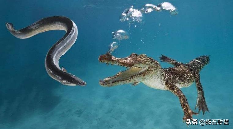 小土狗看到主人又抓又咬,土狗看到一只青蛙