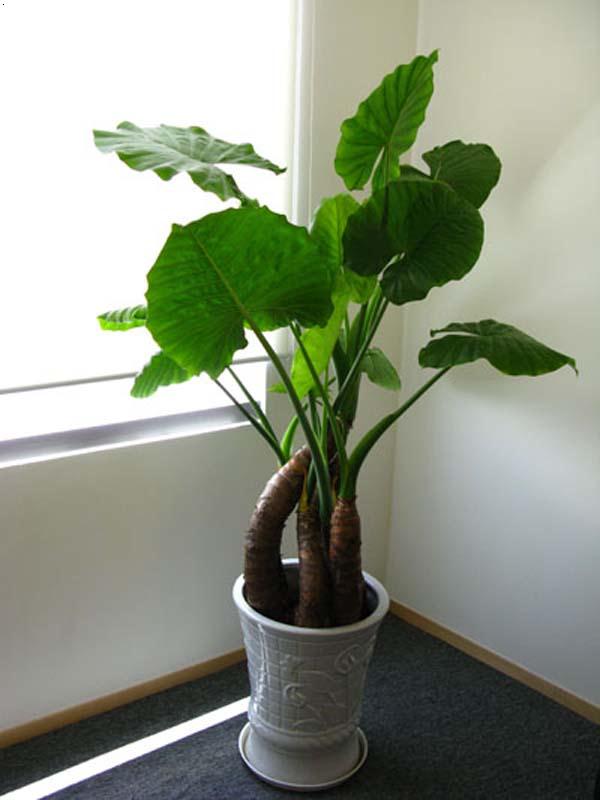 滴水观音施肥过后黄叶是怎么回事,土养滴水观音夏天黄叶怎么回事