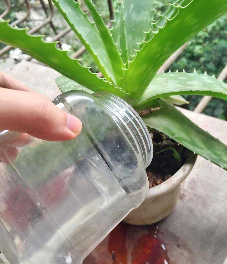 养花施肥用什么肥料效果好,养花施肥用什么肥料