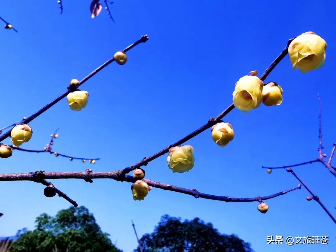 今年春节，留在旺苍过年吧！此心安处是吾乡