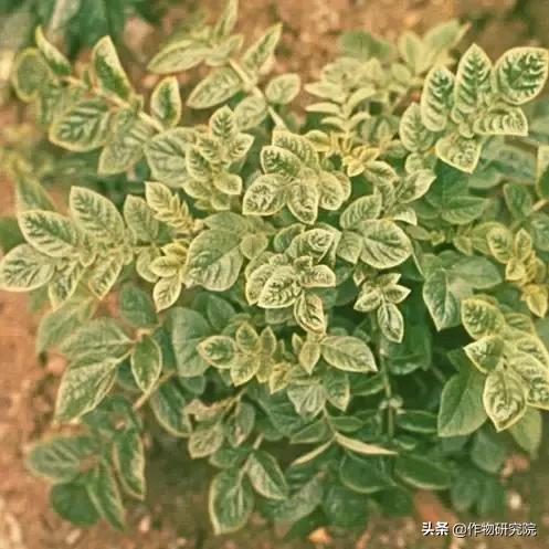 马铃薯病害知识与防治书籍,马铃薯黑胫病病害及防治方法