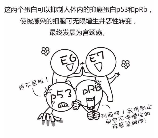 预防宫颈癌重视癌前病变,感染哪几种hpv病毒容易得宫颈癌