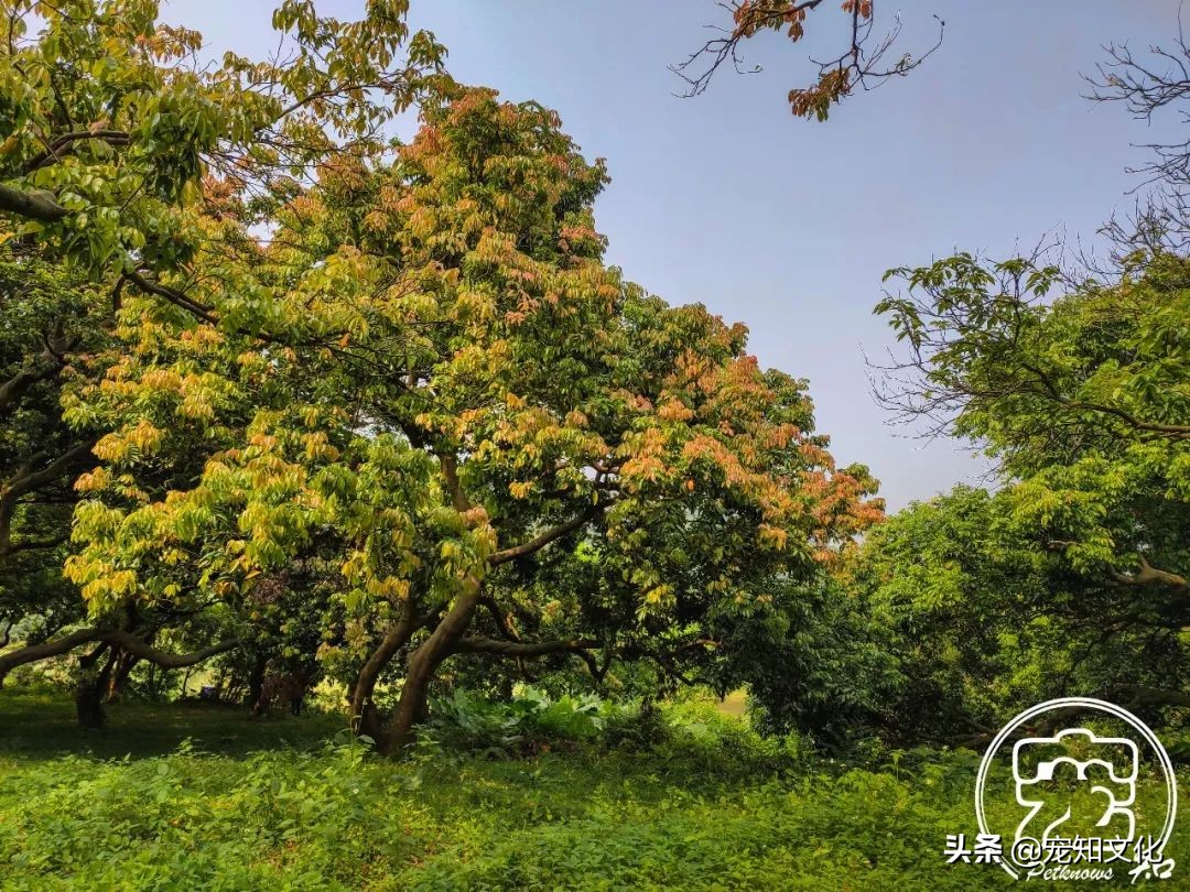 广州南沙黄山鲁森林公园攻略,广州附近可以带宠物的旅游景点