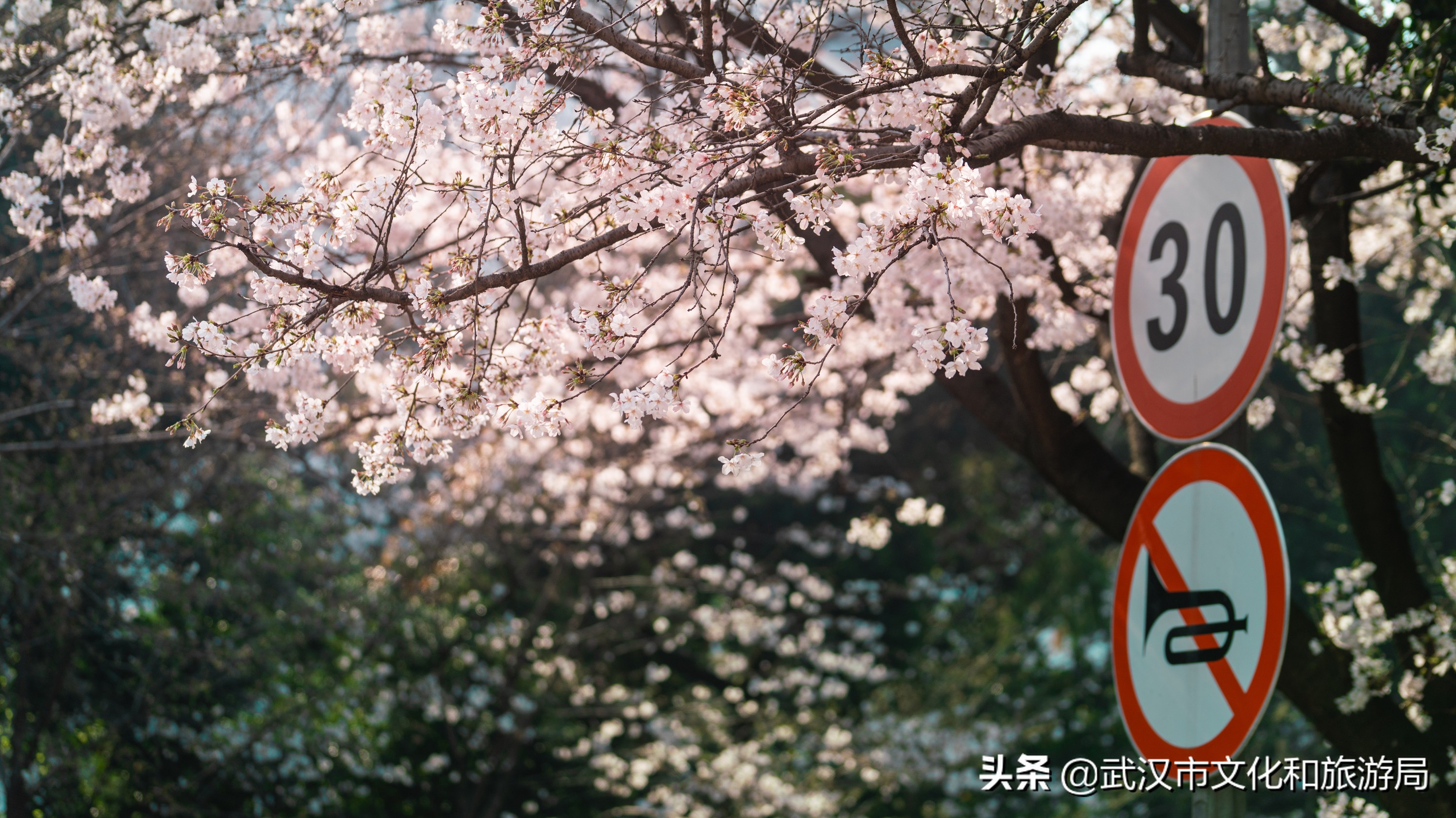 武汉东湖樱花门票,武汉看樱花的景点