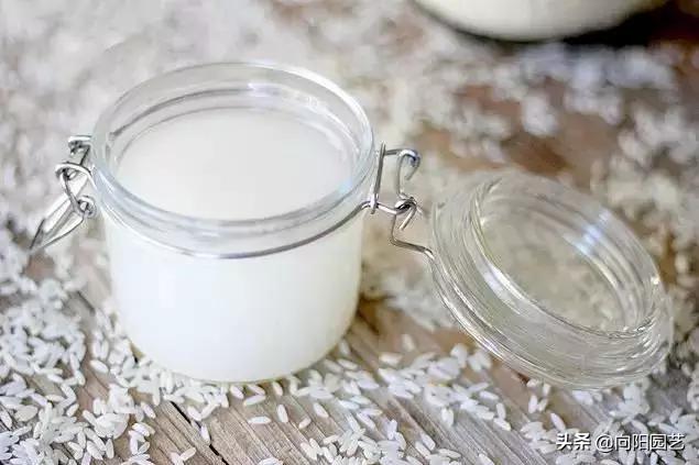 淘米水臭了怎么养花,淘米水养花发臭