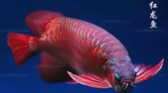 养鱼新手怎么判断鱼的病,新手龙鱼品相挑选