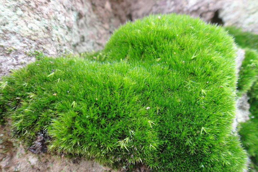 田螺壳长青苔视频,田螺壳上长青苔有什么影响