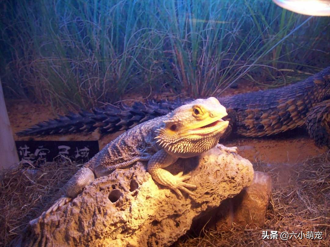 怎么样养好鬃狮蜥苗子,鬃狮蜥是一只养好还是一对养好