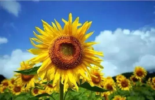 世界各国国花大开眼界美到爆,世界各国国花及国树