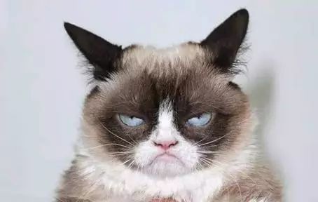 钱钟书和林徽因的护猫之战 (钱钟书的猫跟谁的猫打过架)