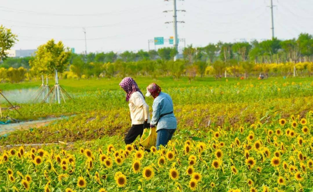 七彩花田向日葵视频,新向日葵花海视频