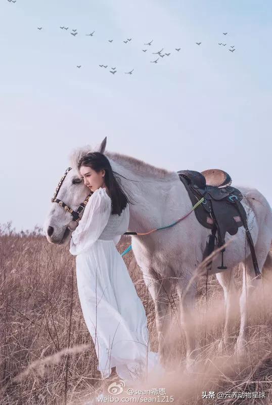 必备的马术知识,马术能不能速成