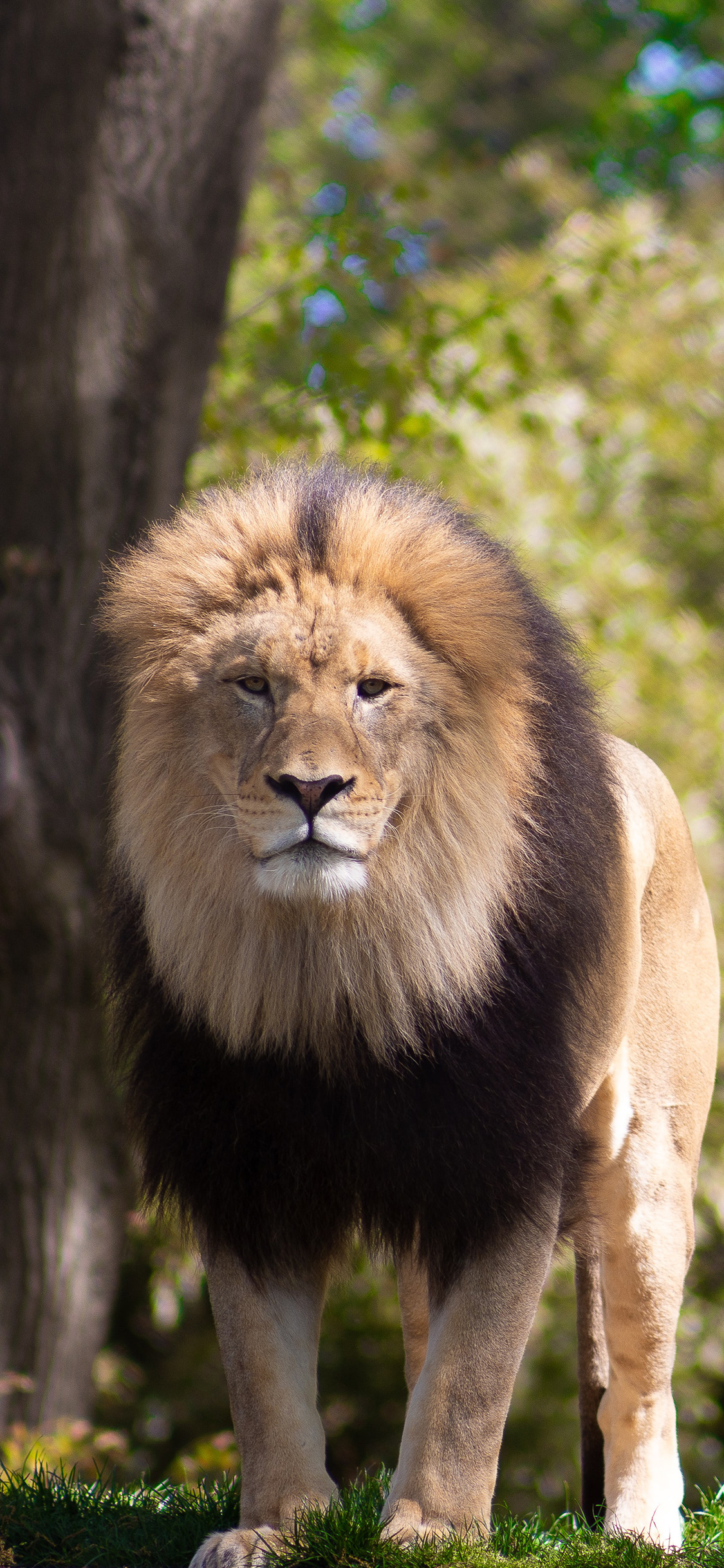 超级手机壁纸,超凶狮子壁纸