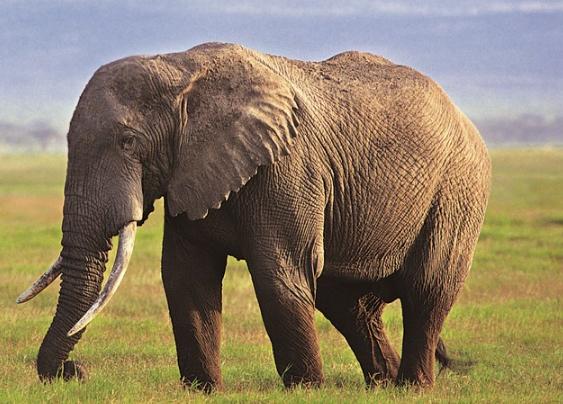 当动物面临生存危机时,当动物遇到危险时候他们会怎么做