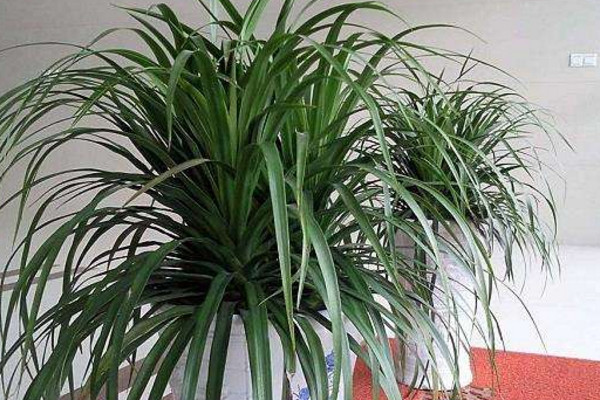 龙须兰叶子发黄怎么修剪,龙须兰枝干萎缩叶尖发黄干枯