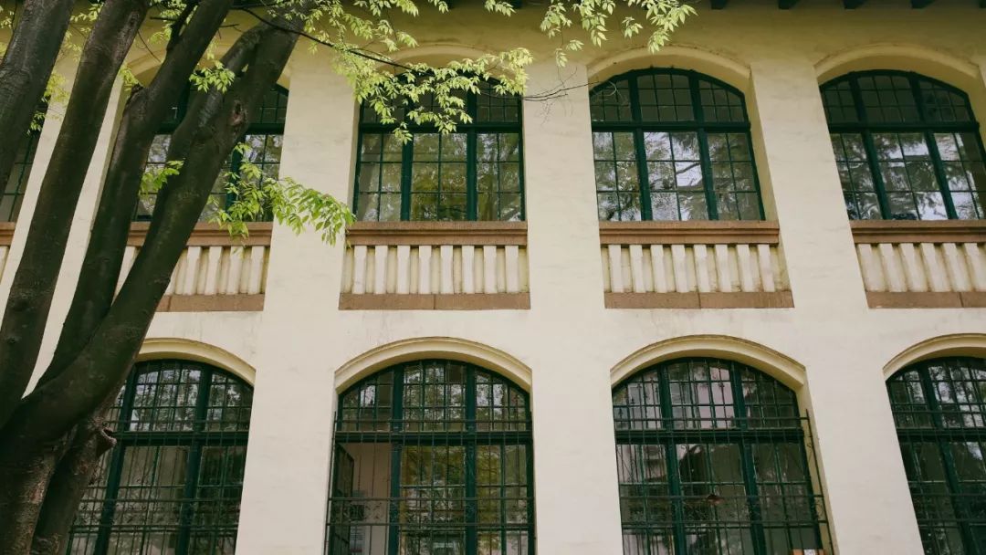 海滨老城泡桐花 (海滨老城紫色泡桐花)