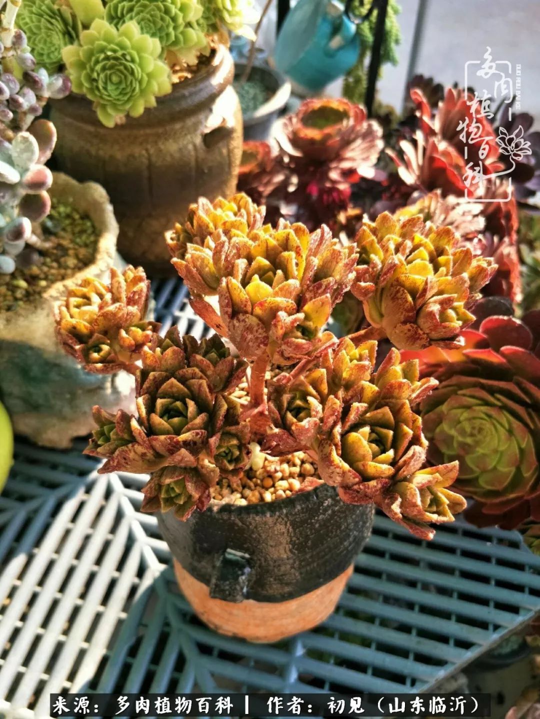 四季颜值在线的多肉,多肉的每一天