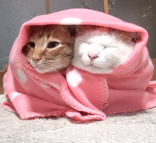 这个冬天猫咪该怎么过呀,冬天猫咪如何过冬