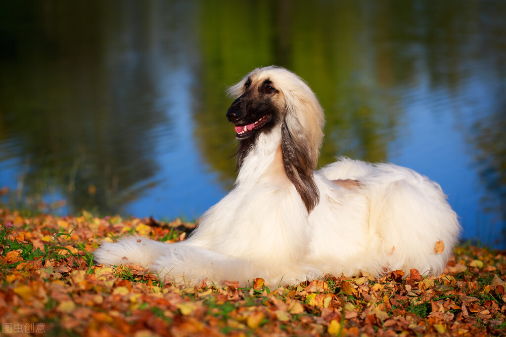 东方美犬,东方美狗狗