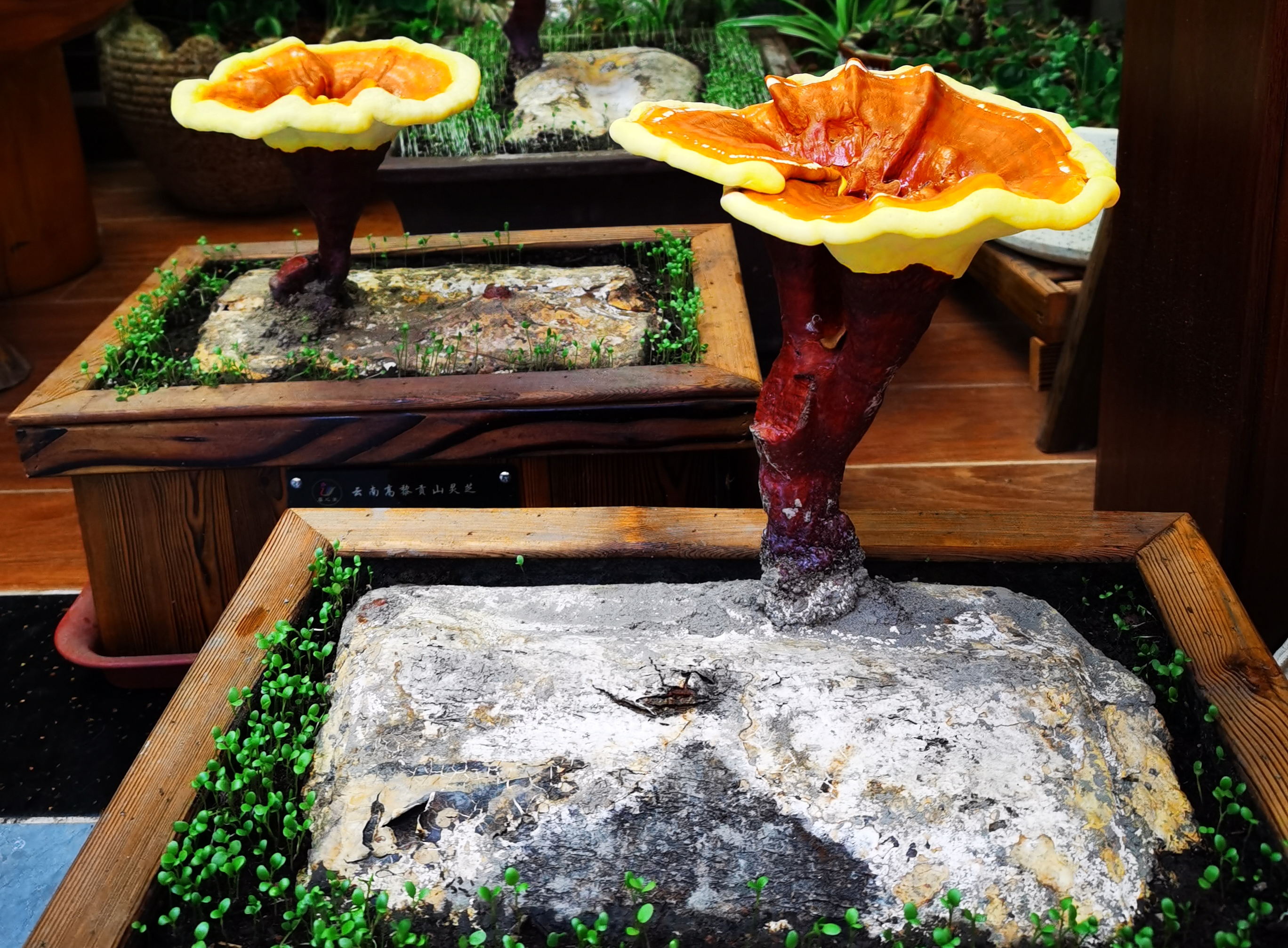 端午与灵芝文化,灵芝和端午节的关系