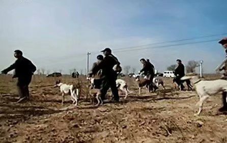 谁知道这是什么品种的狗,这是什么狗的品种