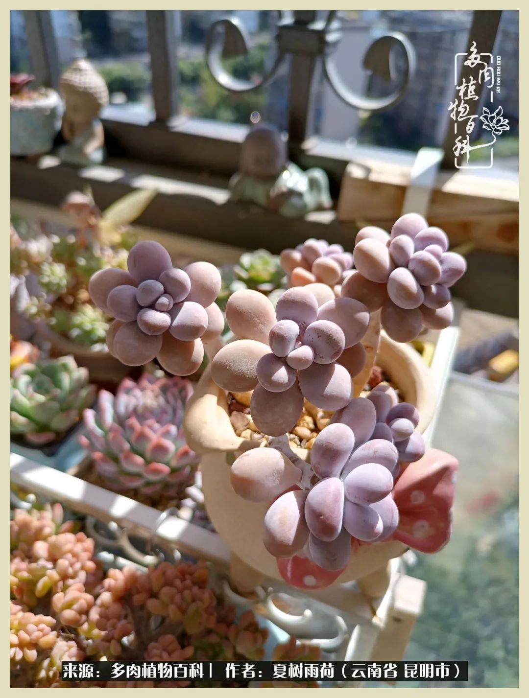 自从养了多肉有了窗台想要个阳台,养多肉10年多