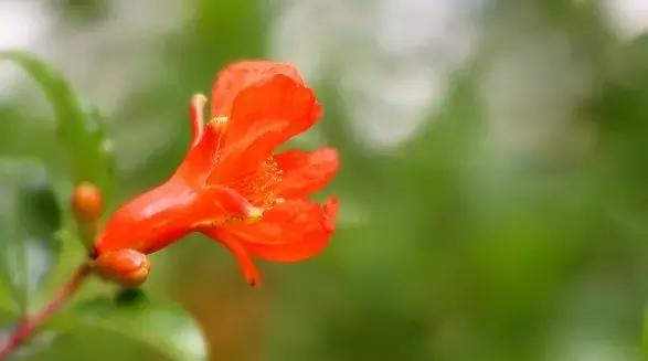 五月榴花照眼明是谁写的,五月榴花照眼明下一句