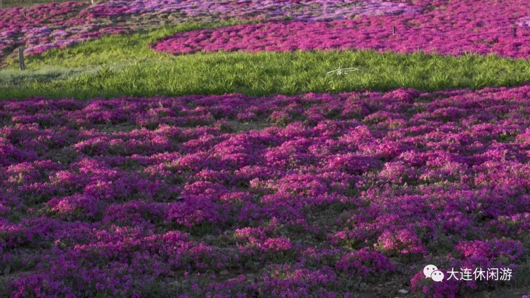 大连附近哪里有花海,大连一片花海