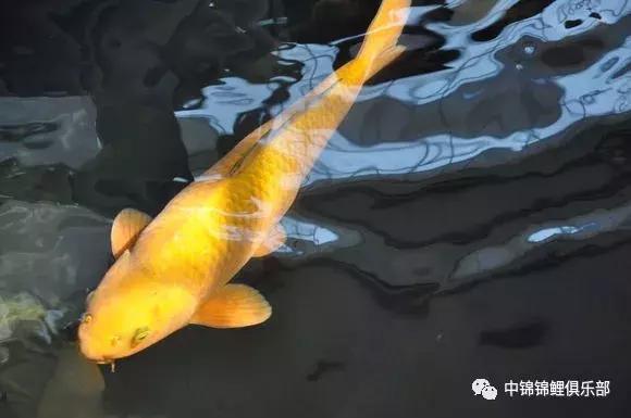 新手养锦鲤养多大的鱼,新手入门养锦鲤鱼