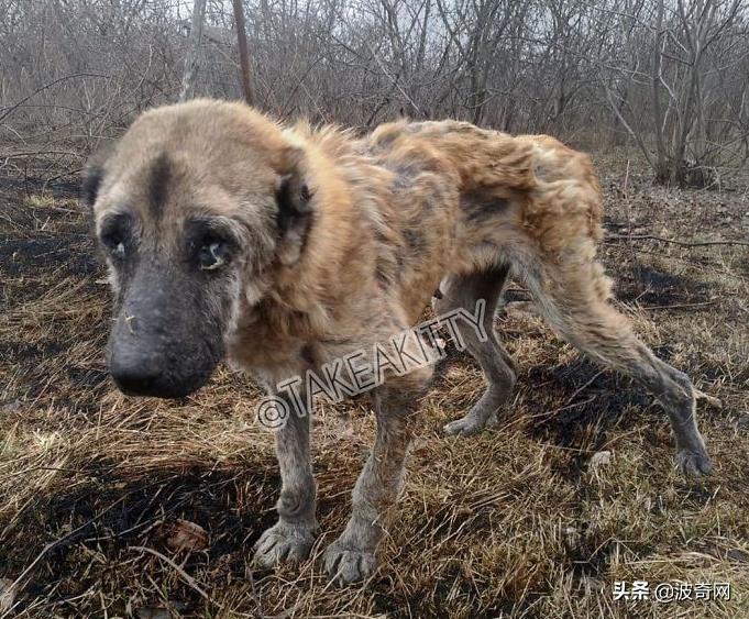 繁殖犬被割去声带,繁殖犬子宫脱落被丢弃