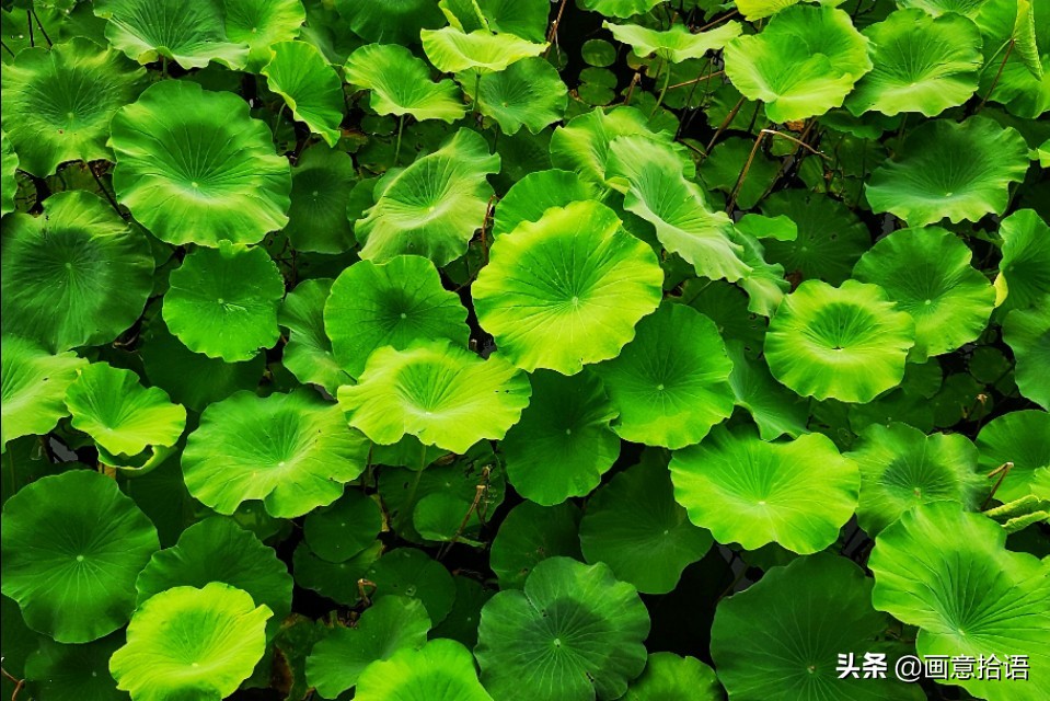 诗词鉴赏｜亭廊秀色觅荷香，月夜苍穹映碧光